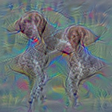 n02099849 Chesapeake Bay retriever